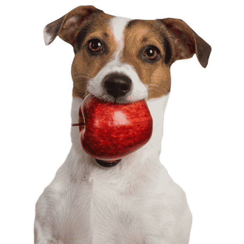 Tippy Taps Fruit Snack Pomme Rouge