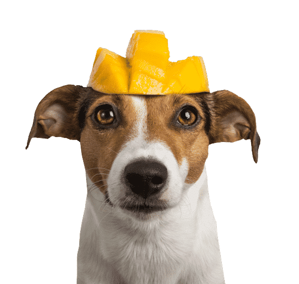 Tippy Taps Fruit Snack Mango