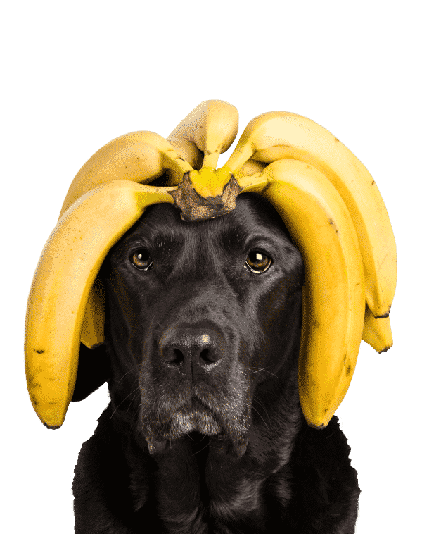 Tippy Taps Fruit Snack Banana