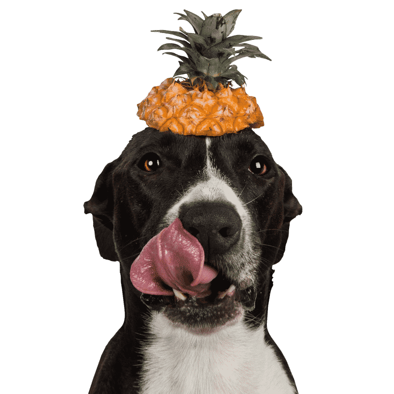 Tippy Taps Collation aux fruits Ananas