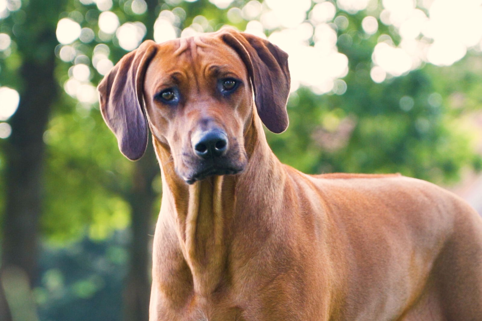 Sfeerbeeld YDOLO | Echt gezonde voeding, snacks & supplementen voor honden & katten
